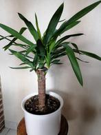 yucca in witte porseleinen pot, Maison & Meubles, Plantes d'intérieur, Ombre partielle, En pot, Yucca, Enlèvement