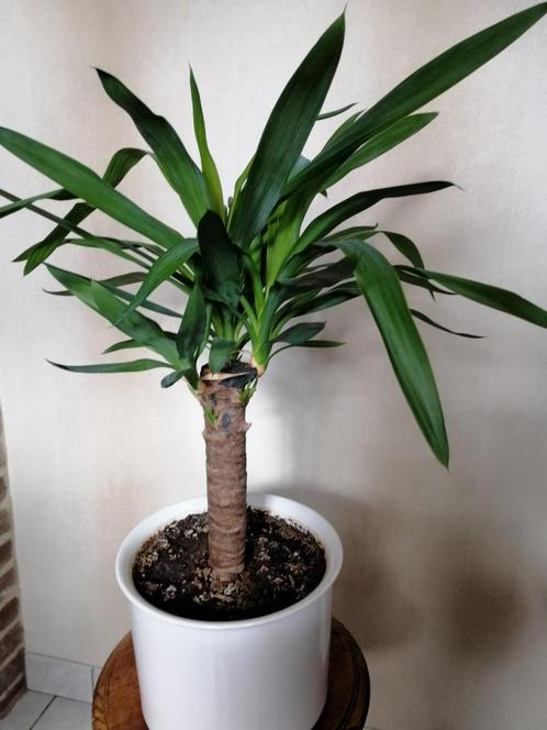 yucca in witte porseleinen pot, Maison & Meubles, Plantes d'intérieur, Yucca, Moins de 100 cm, Ombre partielle, En pot, Enlèvement
