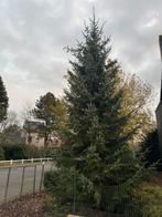 Kerstboom te koop. 6m, Tuin en Terras, Ophalen
