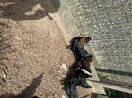 Haan mix marran/ayam cemani