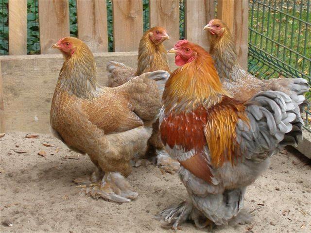 Brahma nain, Animaux & Accessoires, Volatiles, Poule ou poulet, Plusieurs animaux