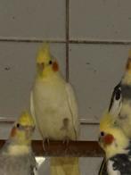 Kanaries, exoten en parkieten