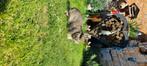 Konijn, Dieren en Toebehoren, Mannelijk, Klein, 3 tot 5 jaar