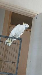 Geelkuif  pop, Dieren en Toebehoren, Vogels | Parkieten en Papegaaien, Tam