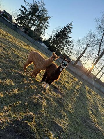 Alpaca hengstje  beschikbaar voor biedingen