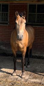 Spaanse Pre merrie met carta en keuring, Dieren en Toebehoren, Paarden, Merrie