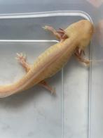 2 axolotls (koppel), Animaux & Accessoires, Reptiles & Amphibiens