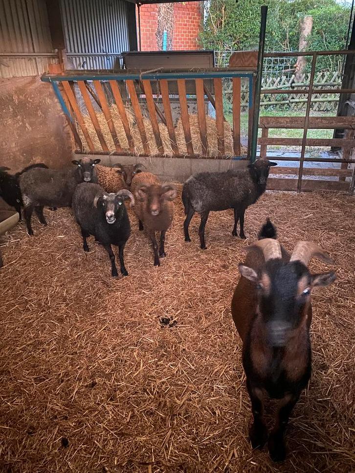 Ouessant schaapjes te koop, Dieren en Toebehoren, Schapen, Geiten en Varkens, Schaap, Meerdere dieren, 3 tot 5 jaar