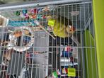 Vogel plus kooi, Dieren en Toebehoren, Vrouwelijk, Parkiet, Tam