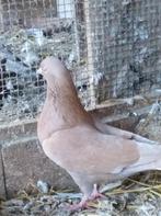 Sierduiven, Dieren en Toebehoren