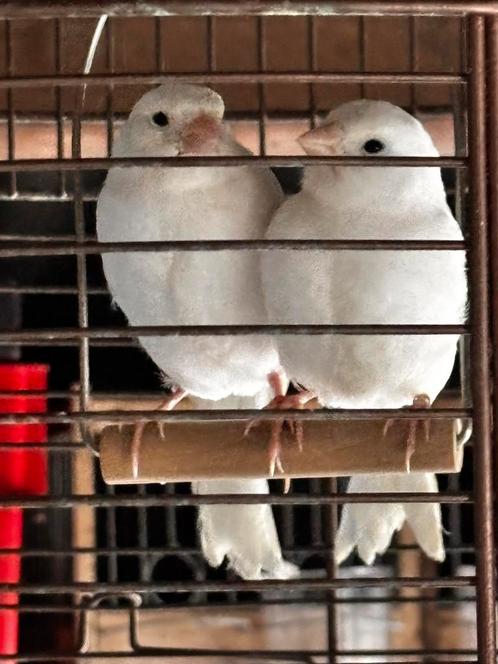 Jonge witte kanarie – juni 2025, Dieren en Toebehoren, Vogels | Kanaries, Kleurkanarie, Geslacht onbekend