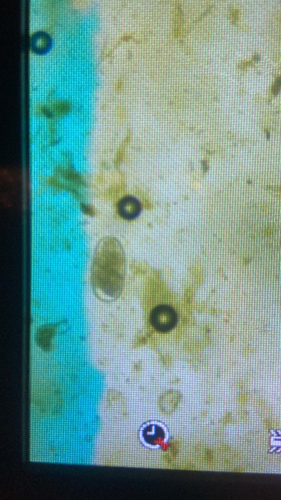 Mestonderzoek paarden, Dieren en Toebehoren, Paarden en Pony's | Verzorgingsproducten, Nieuw, Ophalen