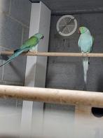 Halsbandparkieten, Dieren en Toebehoren, Vogels | Parkieten en Papegaaien