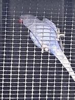 Violet koppel halsbanden, Dieren en Toebehoren, Meerdere dieren, Parkiet, Geringd