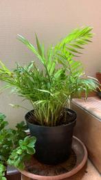 Mooie plant : palm 45 cm hoog, Ophalen, Palm