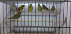 diverse hybriden zeer goede zangers, Dieren en Toebehoren, Vogels | Overige Vogels, Geringd