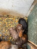 Cavia nestje, Dieren en Toebehoren, Knaagdieren, Cavia, Meerdere dieren, Tam, Oktober