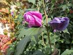 Hibiscus plant, Tuin en Terras, Ophalen