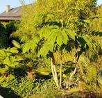 tetrapanax Papyrifera Steroidal Giant, Tuin en Terras, Planten | Tuinplanten, Ophalen of Verzenden, Volle zon