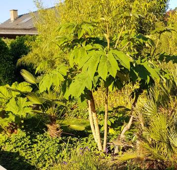 tetrapanax Papyrifera Steroidal Giant beschikbaar voor biedingen