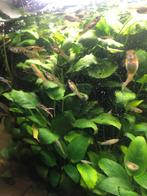 Guppy’s te koop, Animaux & Accessoires, Poissons | Poissons d'aquarium, Poisson, Poisson d'eau douce