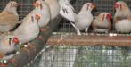 zebravinken, Dieren en Toebehoren, Vogels | Overige Vogels, Meerdere dieren, Tropenvogel, Geringd
