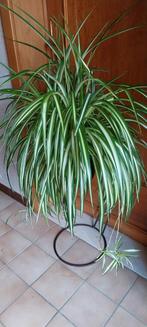Spiderplant, Huis en Inrichting, Kamerplanten, Ophalen
