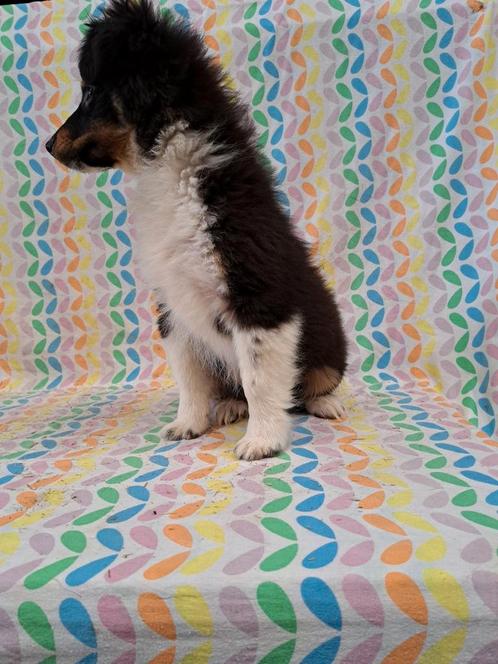 Mooie jonge speelse pup sheltie shetlandland mannetjes 650€, Dieren en Toebehoren, Honden | Herdershonden en Veedrijvers, Reu