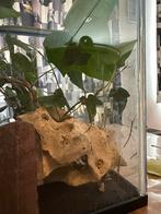 Jonge wandelende takken, Dieren en Toebehoren, Reptielen en Amfibieën, Overige soorten, 0 tot 2 jaar