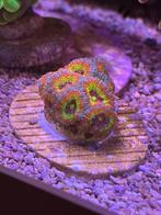 micromussa stek koraal koralen zeeaquarium, Dieren en Toebehoren, Vissen | Aquariumvissen, Overige typen, Zoutwatervis