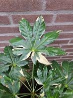 Fatsia japonica 'Variegata' - Bontbladige Vingerplant, Tuin en Terras, Planten | Tuinplanten, Ophalen