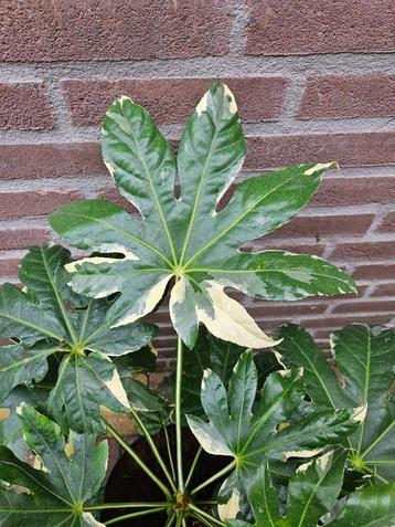 Fatsia japonica 'Variegata' - Bontbladige Vingerplant beschikbaar voor biedingen