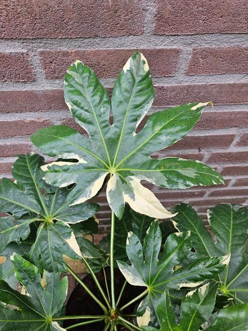 Fatsia japonica 'Variegata' - Bontbladige Vingerplant, Tuin en Terras, Planten | Tuinplanten, Ophalen