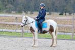 Pony voor beginners, Dieren en Toebehoren, Merrie