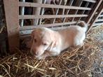 Labrador pups te koop, Hépatite contagieuse (maladie de Rubarth), 8 à 15 semaines, Labrador retriever, Plusieurs