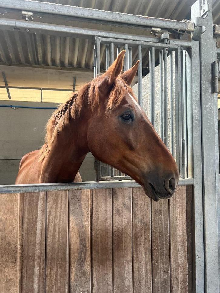 8-jarige merrie, Dieren en Toebehoren, Paarden, Merrie, Niet van toepassing, Minder dan 160 cm, 7 tot 10 jaar, Springpaard, Met stamboom