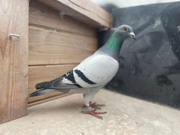 Twee mooie jonge duivers voor de halve fond beschikbaar voor biedingen