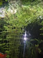 Cabomba caroliniana aquarium planten, Dieren en Toebehoren, Ophalen of Verzenden, Zo goed als nieuw