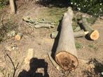 Zeer mooi stam notelaar met of zonder takhout, Tuin en Terras, Brandhout, Ophalen of Verzenden