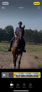 10jarige ierse ruin, Dieren en Toebehoren, Paarden, Ruin