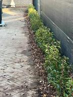 portugese laurier., Tuin en Terras, Planten | Struiken en Hagen, Ophalen, Laurier