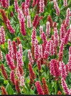 Persicaria 'Kabouter', Tuin en Terras, Ophalen, Bodembedekkers, Vaste plant, Halfschaduw
