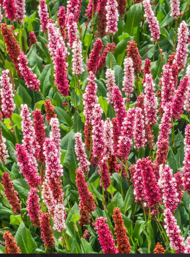 Persicaria 'Kabouter', Tuin en Terras, Planten | Tuinplanten, Vaste plant, Bodembedekkers, Halfschaduw, Zomer, Ophalen