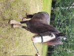 Tinker, Merrie, Onbeleerd, C pony (1.27m tot 1.37m), 3 tot 6 jaar