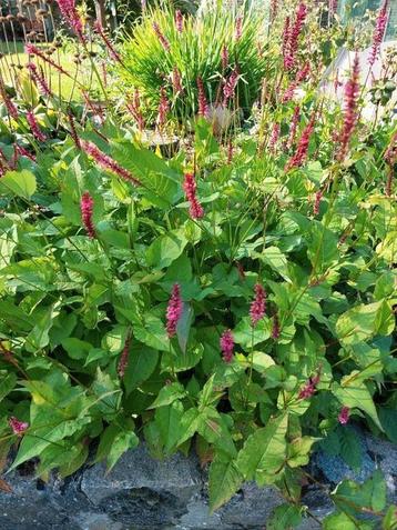 Persicaria  beschikbaar voor biedingen