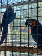 Koppel blauwgele ara's, Dieren en Toebehoren, Papegaai