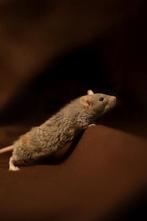 Wachtlijst geopend dwergratten, Rat, December, Meerdere dieren, Tam
