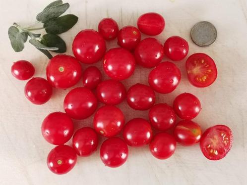 kers tomaat Tiny Tim - 5 zaden - bodembedekker voor serre, Tuin en Terras, Bloembollen en Zaden, Zaad, Voorjaar, Verzenden