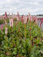 Persicaria affinis 'Superba', Tuin en Terras, Planten | Tuinplanten, Ophalen, Vaste plant, Bodembedekkers