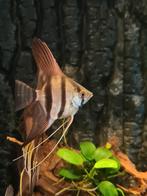 Maanvissen, Dieren en Toebehoren